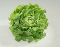Salat bietet Nährstoffe, die beim Abnehmen helfen